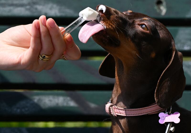 A daschshund licks an ice cream in Milan. Photograph: Stefano Rellandini/AFP/Getty