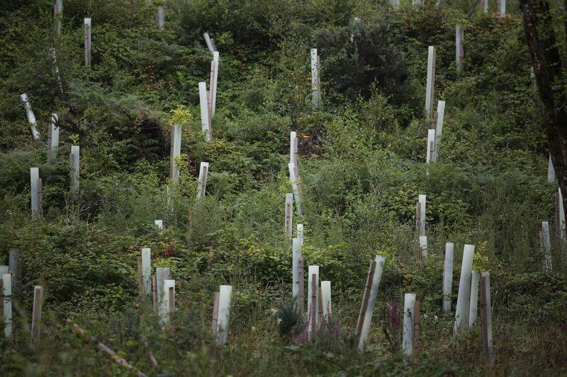 Oak tree saplings planted by Coillte in Cahermurphy, East County Clare. Photograph: Bryan O’Brien/The Irish Times 