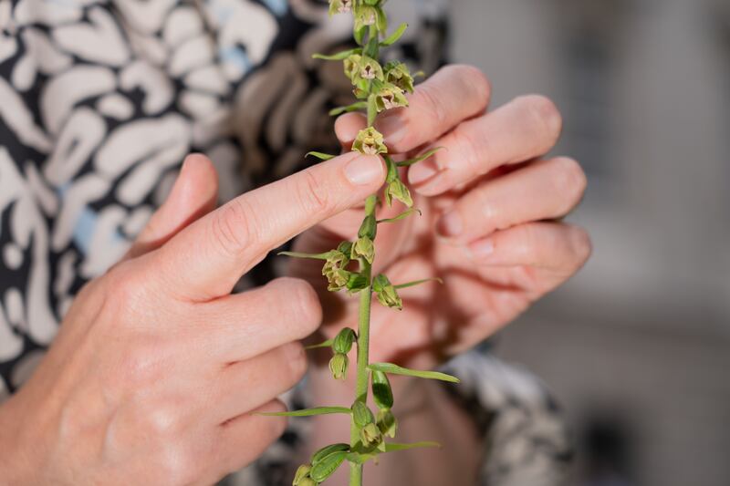The rare broad-leaved helleborine which grew in the grounds of Trinity College. Photograph: Barry Croninf