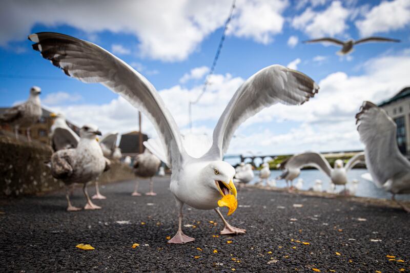 Seagulls pictured on North Quay, Drogheda. Photograph: Tom Honan