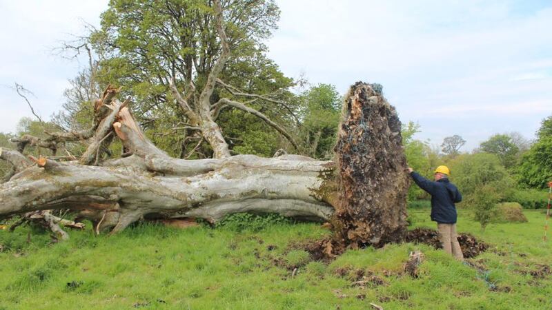 The remains were found among the roots of a massive beech tree which toppled over after more than 200 years. Photograph: Marion Dowd