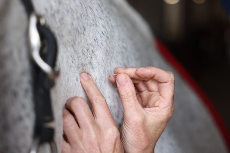 Jacqui O’Brien: 'Horses will yawn with their tongues hanging out, they will blink very slow blinks, they will lick and chew.' Photograph: Dara Mac Dónaill