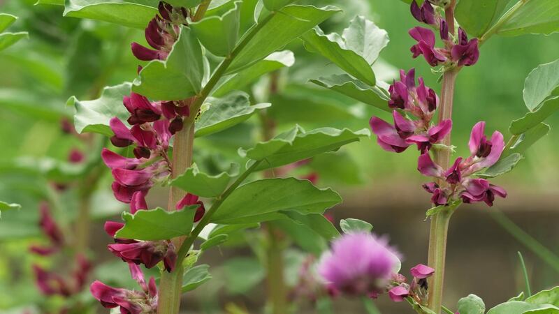 Crimson-flowered broad beans growing in an Irish garden