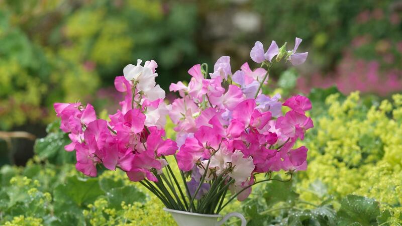 Freshly picked sweet pea