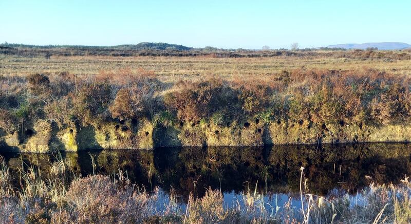 Sand martin colony. Photograph supplied by Stephen Meaney
