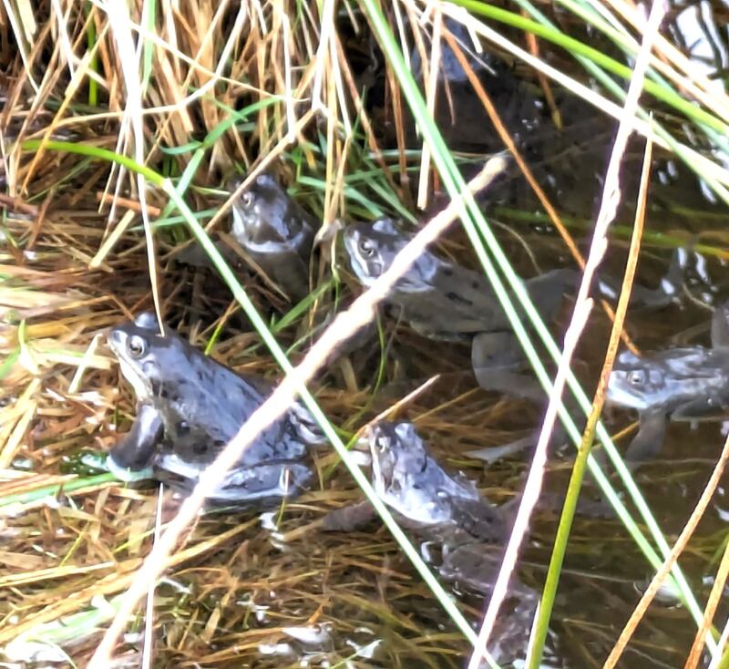 Frogs. Photograph supplied by Archie and Hugo Lee