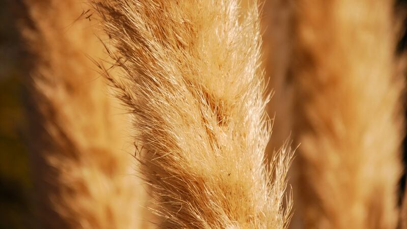 Feather Reed Grass Karl Foerster. Photograph: iStock
