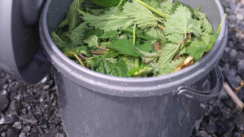 Liquid nettle feed being prepared. Photograph: Richard Johnston