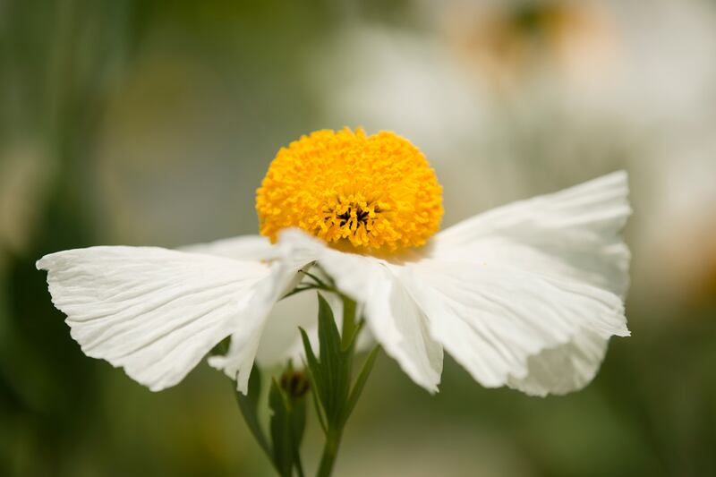 Flower of a California tree poppy, Romneya coulteri, whose genus and species names celebrate Irishmen Thomas Coulter and Thomas Romney Robinson