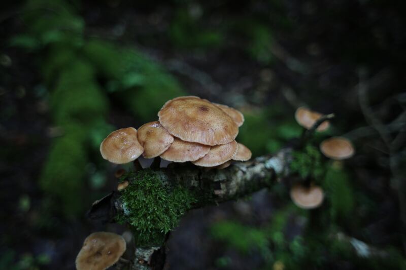 2/8/23   News   Wild mushrooms grow on branch of old Oak tree in Cahermurphy Oak Wood  a hyper-oceanic temperate rain forest remnant in the the Slieve Aughty mountain range of East Clare and  South Galway. Photo: Bryan O’Brien / The Irish Times 

Keywords:  ecology seeds acorn tree collate fungi 