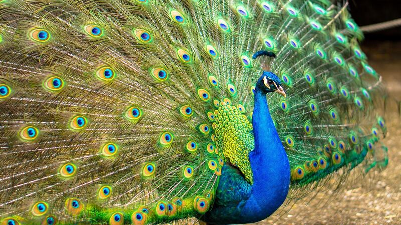 Peacocks were once the meat of choice for the royal Christmas dinner table.  Photograph: iStock