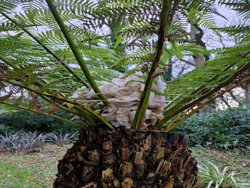Insulation material on ferns. Photograph supplied by Brian Cunningham