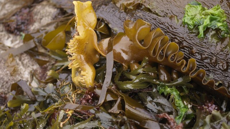 Macroalgae: some of the many different seaweeds that grow along the west coast of Ireland. Photograph: Richard Johnston