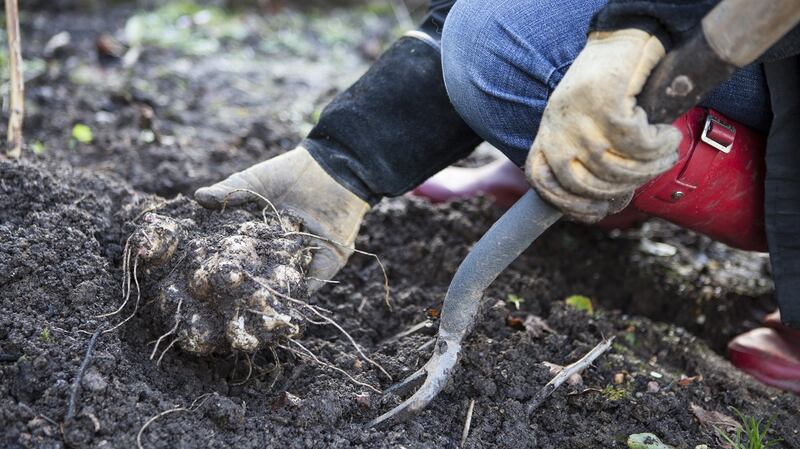 Klaus: 'There’s so much more respect for gardening as a profession, for example, as well as a real interest in issues such as sustainability and biodiversity'