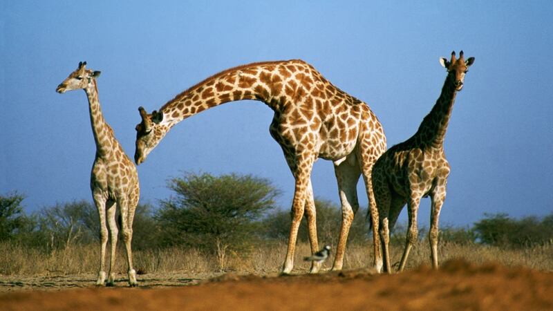 Namibia celebrates its 25th birthday in 2015