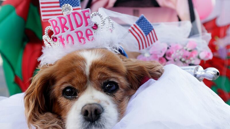 Camilla the King Charles spaniel wears flags and decorations as she sits alongside Windsor Castle in Windsor, England Thursday.  Photograph: Kirsty Wigglesworth/PA