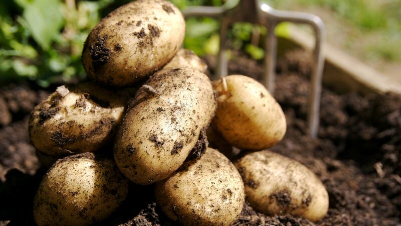 Who doesn’t love the taste of homegrown potatoes? Photograph: iStock