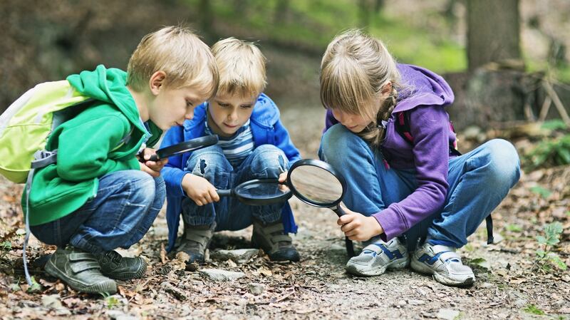Nature Cubs Ireland teaches children  how to identify tracks left by local wildlife such as foxes. Photograph: iStock