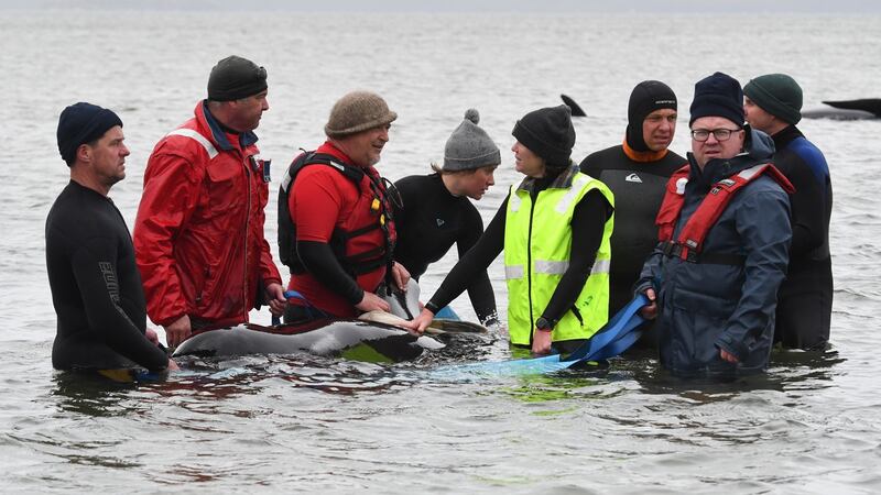 People try to rescue stranded pilot whales at Macquarie Harbour, Tasmania on Tuesday. Photograph: Photograph: Brodie Weeding/EPA