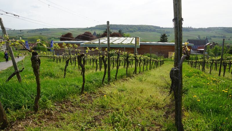 At the Huster winery, the sun ripens the grapes and powers the winery.
