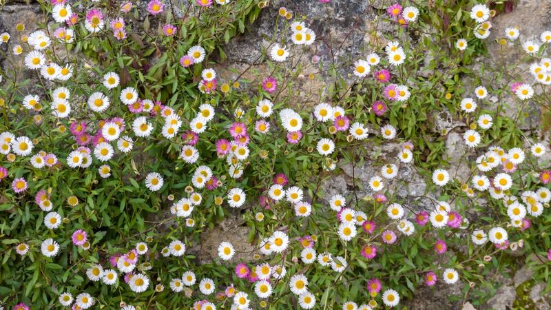 The brilliantly versatile Mexican fleabane (Erigeron karvinskianus) is a plant that should be in every garden. Photograph: iStock