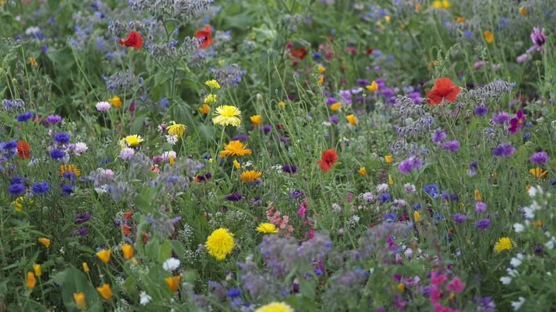 The pictorial meadow at Airfield in full blossom last summer. Photograph: Richard Johnston