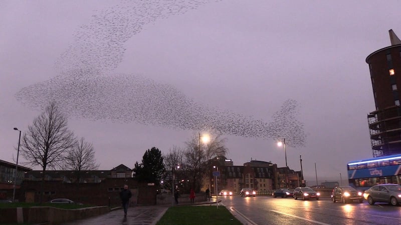 A murmuration of starlings over the Albert Bridge in Belfast city centre on Wednesday. Photograph: David Young/PA Wire
