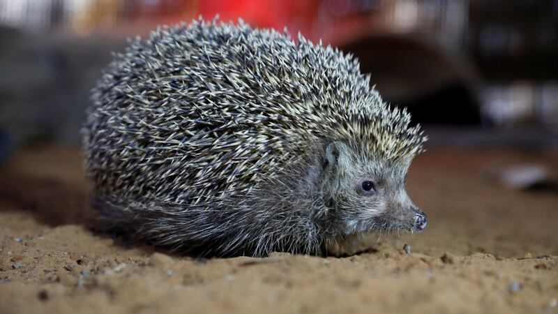 Sherman sitting in his cage at the Ramat Gan Safari Zoo, Israel. Photograph: Reuters