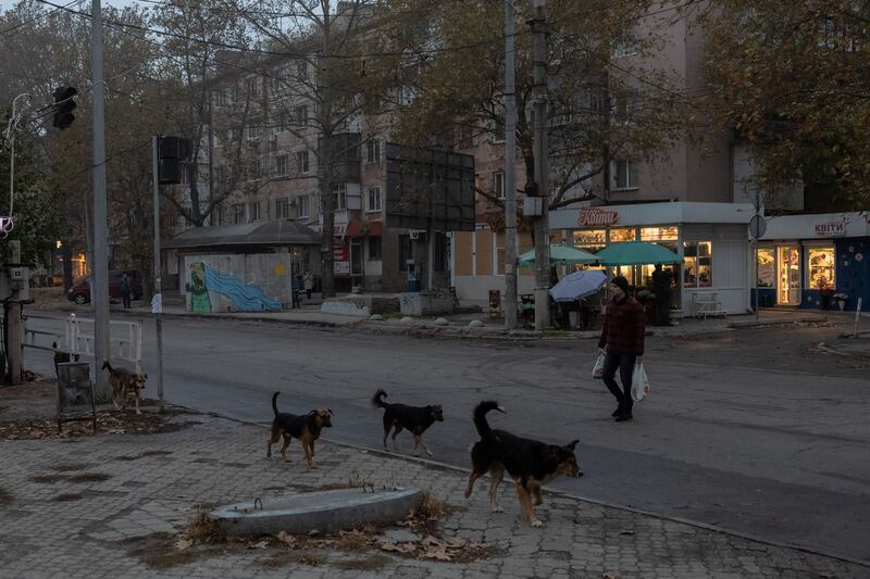 A man walks past stray dogs on a street in the southern Ukrainian city of Kherson amid the Russian invasion of Ukraine. Photograph: Roman Pilipey/AFP