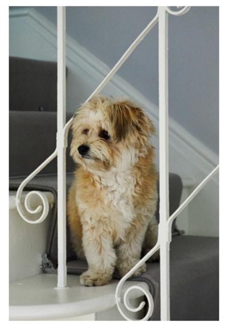 The nine-month-old dog greets singing students with excitement then lies quietly in the corner of the roof after they take their first breath to sing. Photograph: Philip Lauterbach
