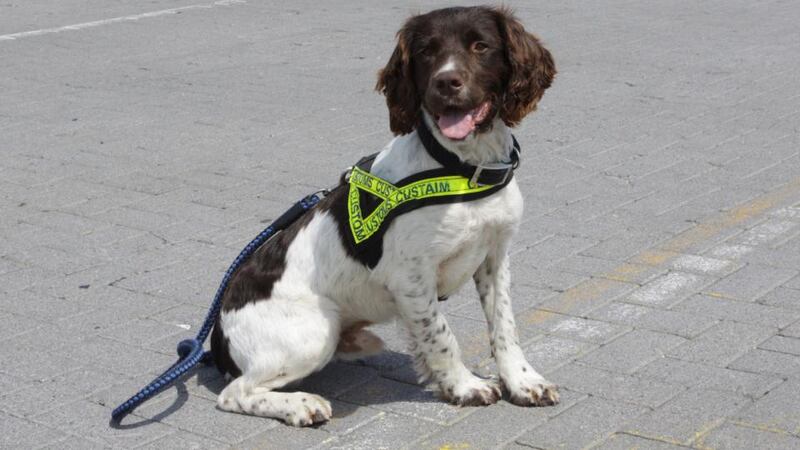 Over €500,000 worth of drugs were discovered in a fuel tank after indications from Ralph the Revenue Customs Service drug dog. Photograph: Revenue