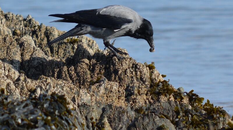 Caróg liath ag ithe ar na carraigeacha. grianghraf: larry dunne