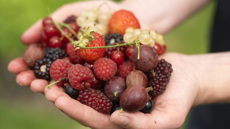 Freshly picked mixed berries. Photo Credit Richard Johnston