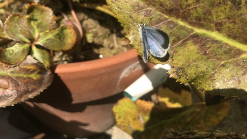 Holly blue butterfly