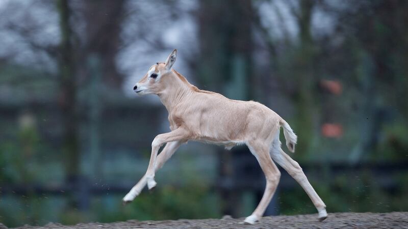 Dublin Zoo’s new scimitar-horned oryx. Photograph: Patrick Bolger Photography