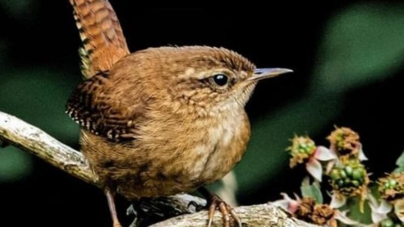 Wren, claimed the title of king of the birds
