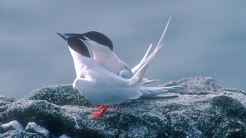 Roseate tern pair in courtship display on Rockabill Island. Photograph: Chris Gomersall, from ‘Terns’  by David Cabot and Ian Nisbet