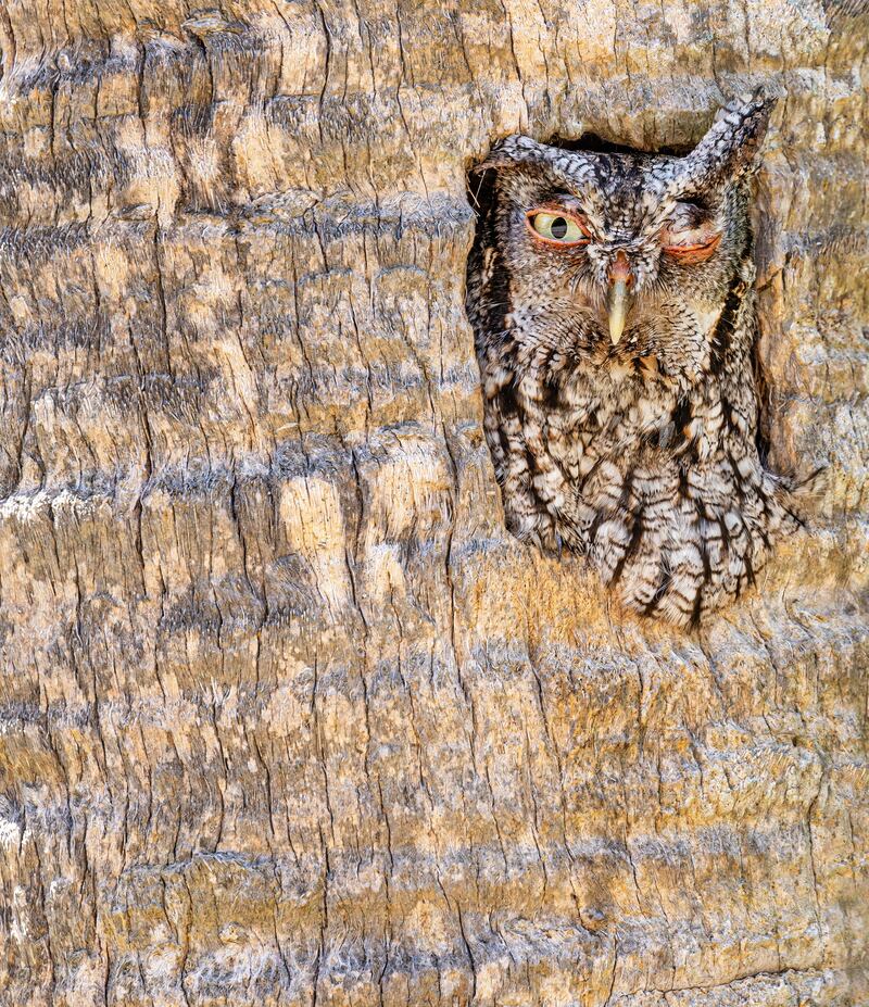 Open Door: Eastern Screech-Owl, Megascops asio, by Robert Gloeckner won silver in the comedy bird photo category