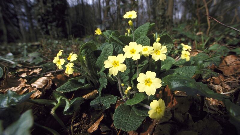 Primroses are appreciated by early-foraging bees, moths and other pollinating insects. Photograph: Getty