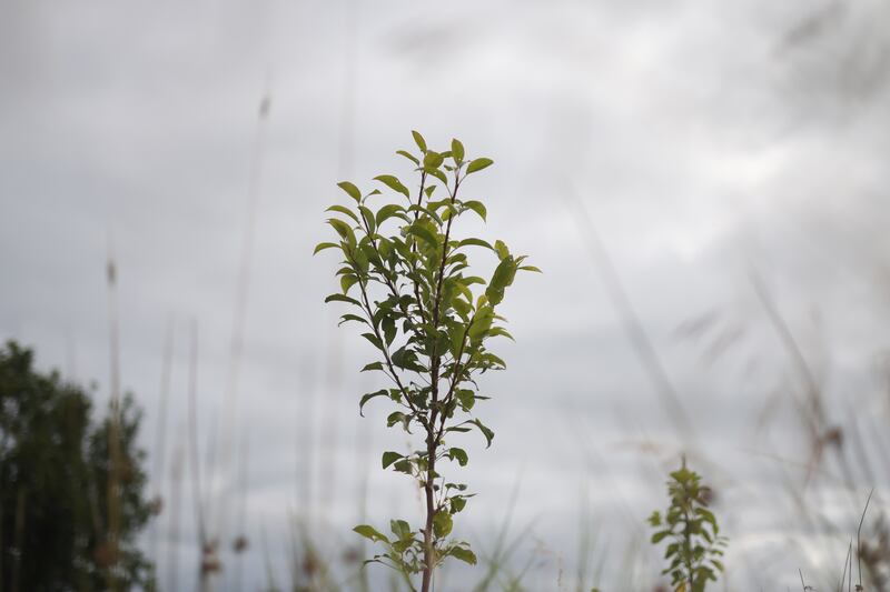'Every time we visit there is something new to see, another surge of growth, more nettles to trample.' Photograph: Bryan O’Brien