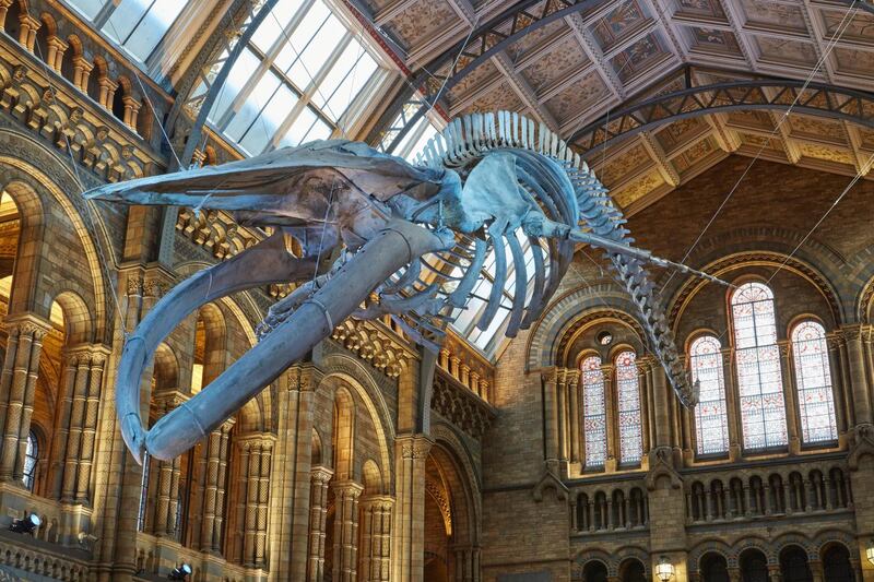 Night at the Museum credit Natural History Museum trustees