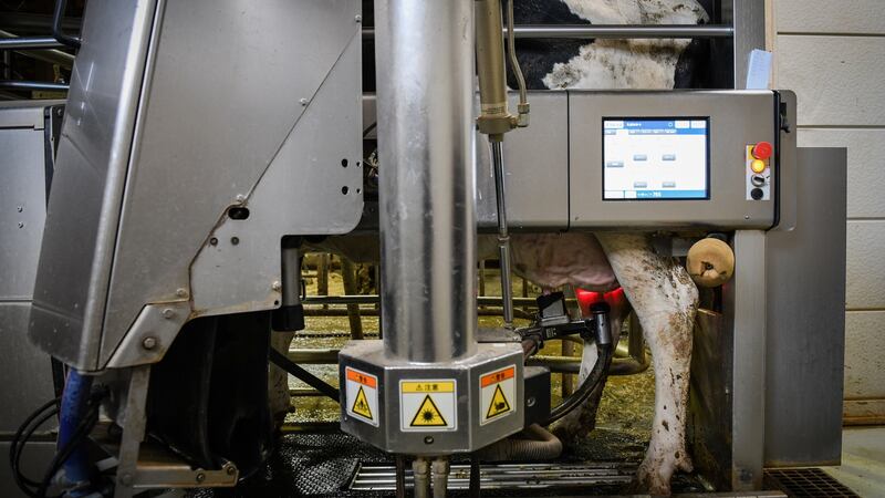 A cow is milked by a machine at the Kalm dairy farm in Ebetsu, on Hokkaido, Japan. Photograph: New York Times