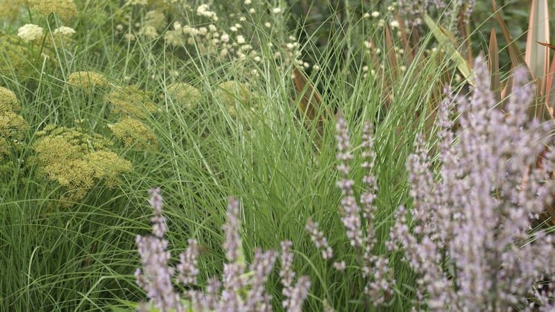 The gravel oardens of Lavistown House in Co Kilkenny. Photo Credit Richard Johnston