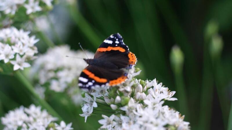A Red Admiral butterfly basks on the edible flowers of garlic chives. Photograph: Richard Johnston