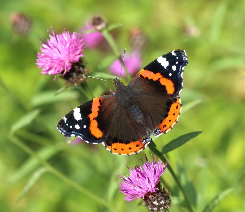 Red admiral butterfly. Photograph: Mark Searle/PA Wire 