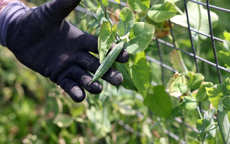 Jimmy Walsh's peas in his Corkagh Park allotment. Photograph: Laura Hutton