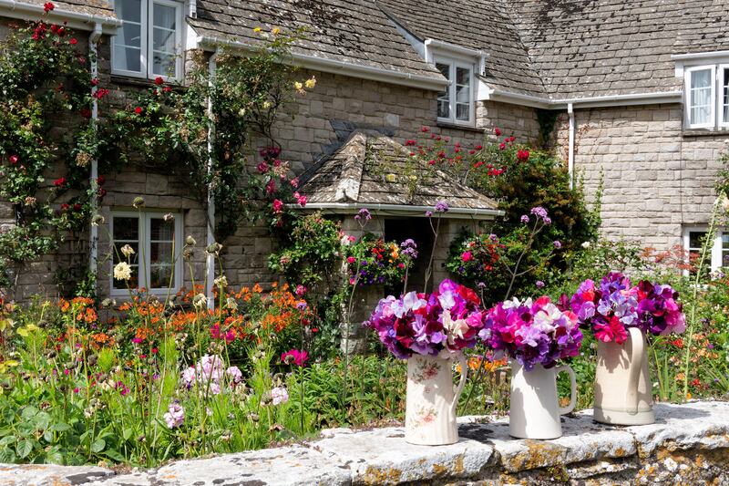 Sweet pea. Photograph: Alamy/PA.