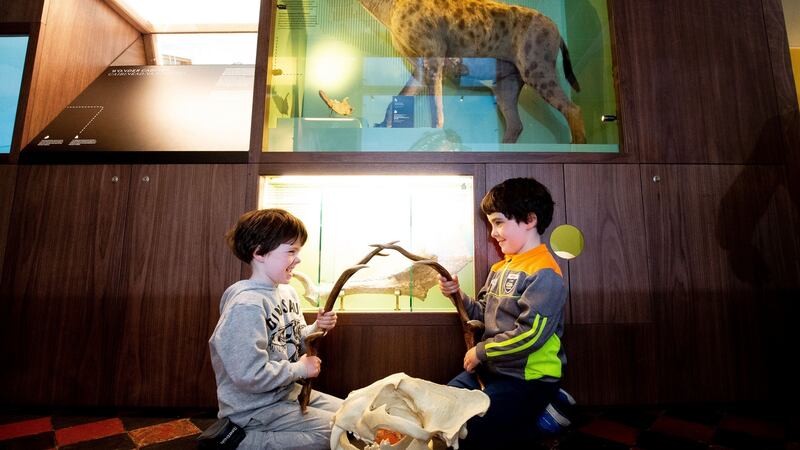 Brothers Fionn Wren (6) and Davy Wren (6) from Crumlin: visitors are permitted to touch some of the exhibits, including replicas of a hyena’s skull, a seal skull, a giant fossil shark tooth and a shark jaw. Photograph: Tom Honan/The Irish Times