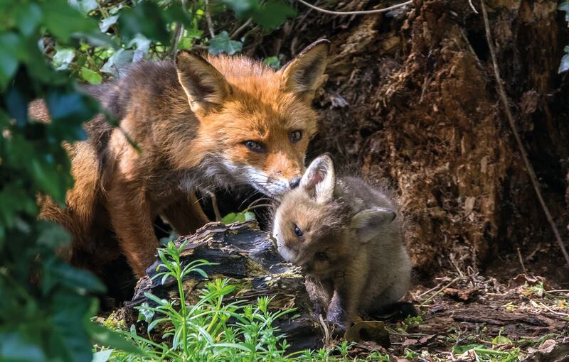 Red fox and cub. Photograph: Robert O'Leary