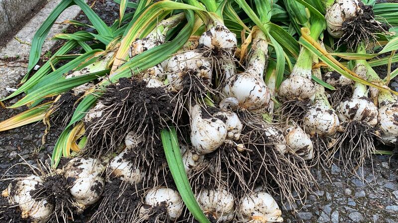 Garlic harvest day. Photograph: Getty